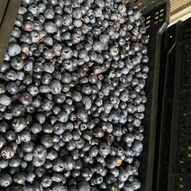 蓝莓次果