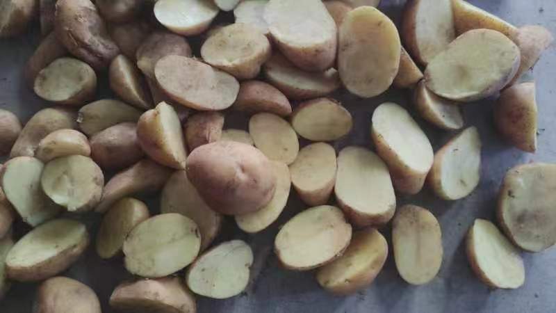 土豆切丝过程特写