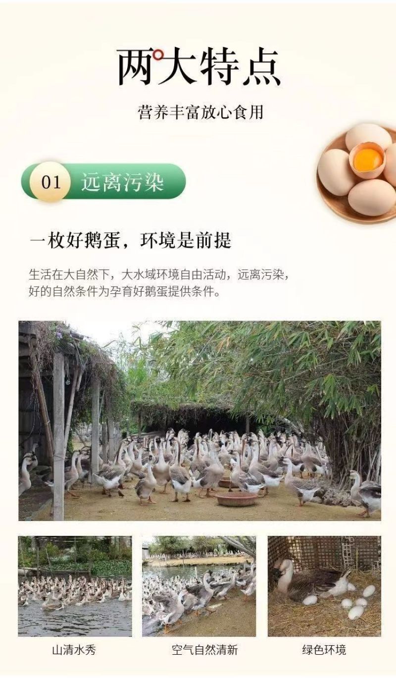 特大鹅蛋新鲜正宗农家散养土鹅蛋孕妇宝宝破损包赔农家土特产