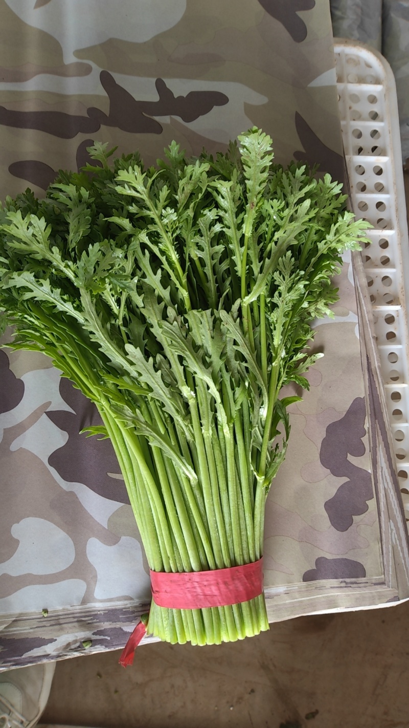 河北精品茼蒿，大量上市光杆颜色绿，产地直发质量有保证联系
