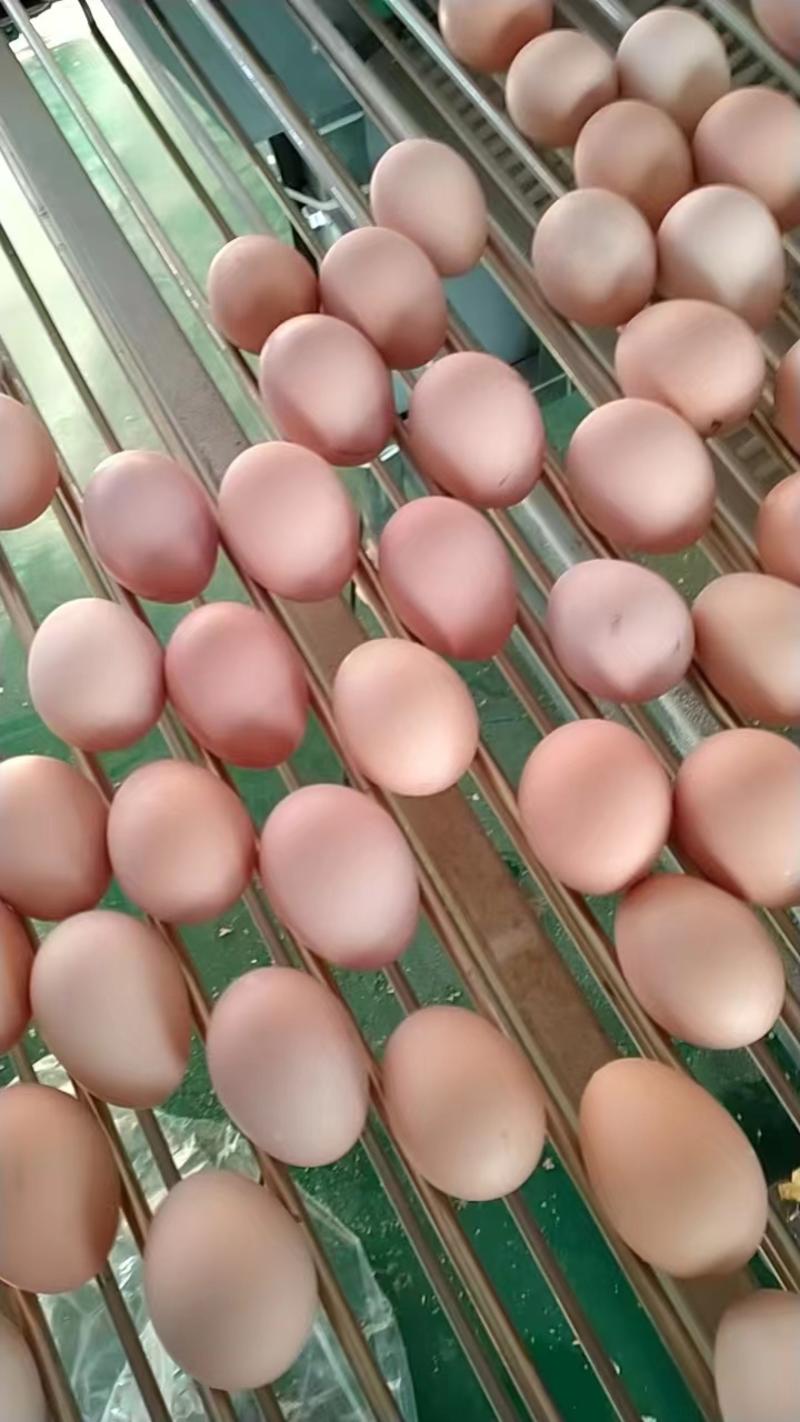 丰田南山白凤土鸡蛋，质量优美，