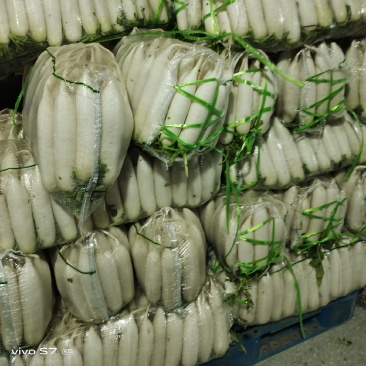 湖北天门精品白萝卜基地发货一手货源批发品质保证价格美丽