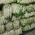 湖北天门精品白萝卜基地发货一手货源批发品质保证价格美丽