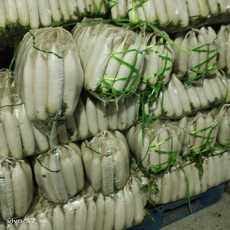 湖北天门精品白萝卜基地发货一手货源批发品质保证价格美丽