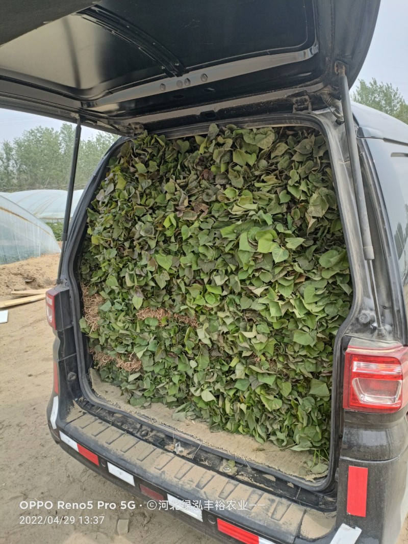 烟薯苗，西瓜红，徐50，哈密，板栗薯秧，红瑶，榴莲蜜薯