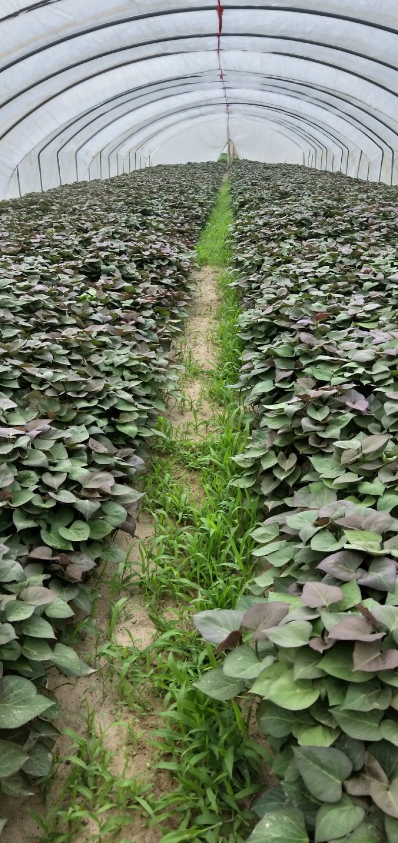 烟薯苗，西瓜红，徐50，哈密，板栗薯秧，红瑶，榴莲蜜薯