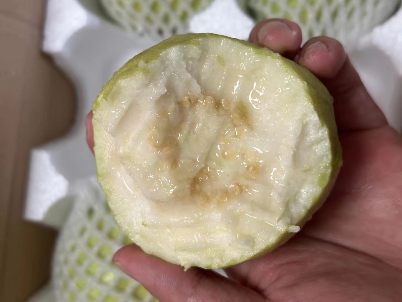 台湾番石榴白心芭乐，软香芭乐
