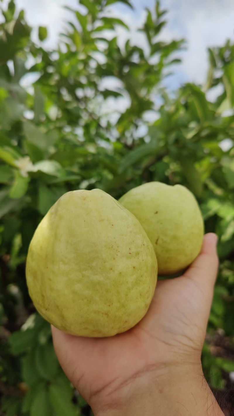 台湾番石榴白心芭乐，软香芭乐