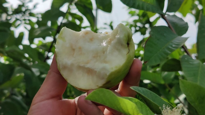 台湾番石榴白心芭乐，软香芭乐