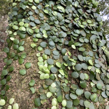 抱石莲