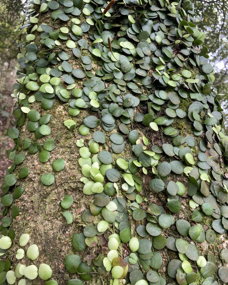 抱石莲