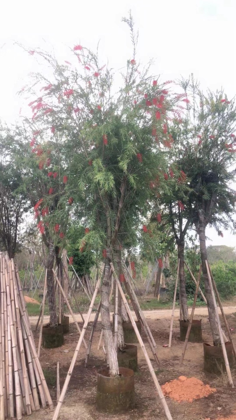 红千层（串钱柳）骨架苗8～12公分
