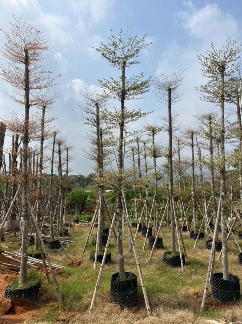 锦叶榄仁树8～15公分