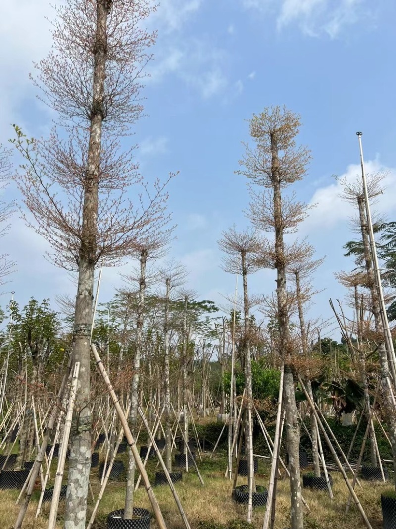 锦叶榄仁树8～15公分