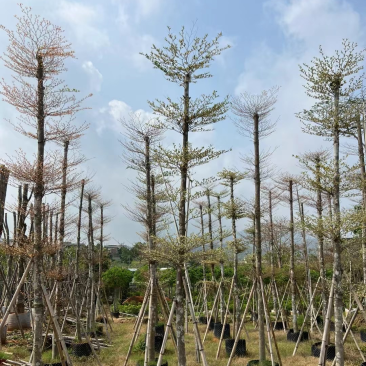 锦叶榄仁树8～15公分