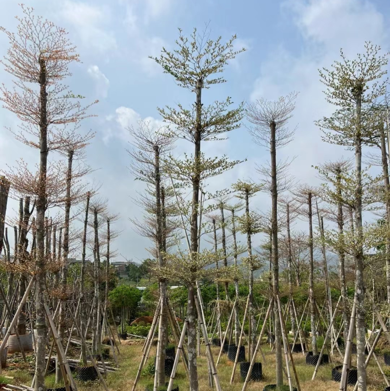 锦叶榄仁树8～15公分