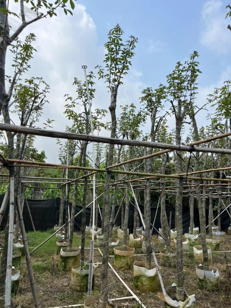 多花黄花风铃木6～12公分