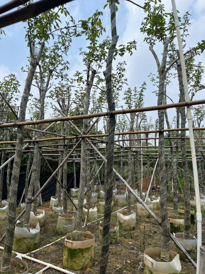 多花黄花风铃木6～12公分