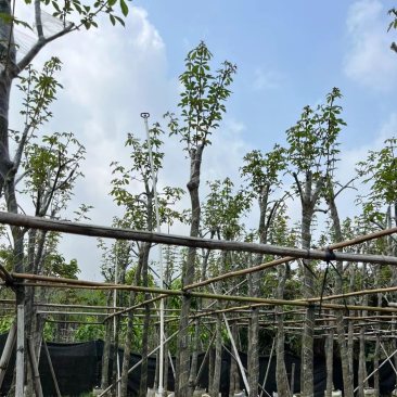 多花黄花风铃木6～12公分