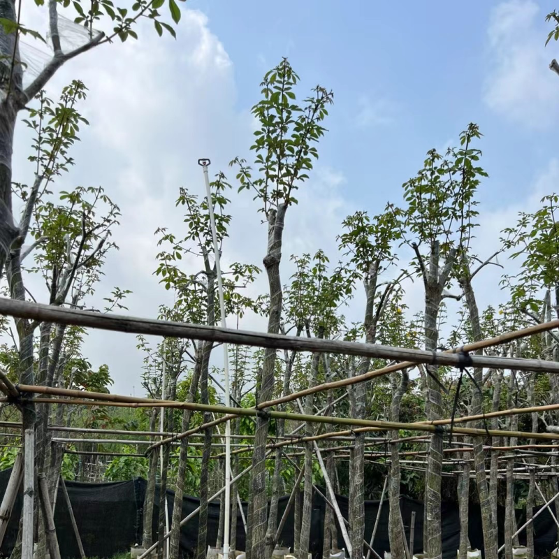多花黄花风铃木6～12公分