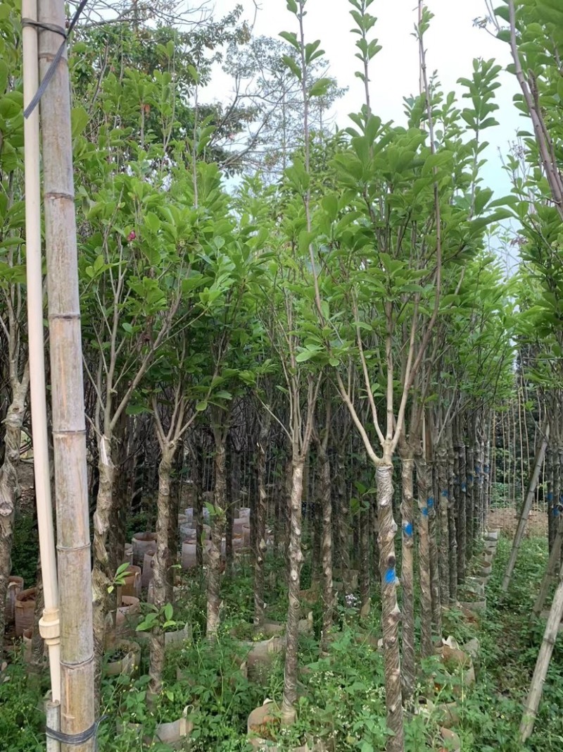 紫玉兰3～13公分