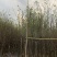 紫玉兰3～13公分