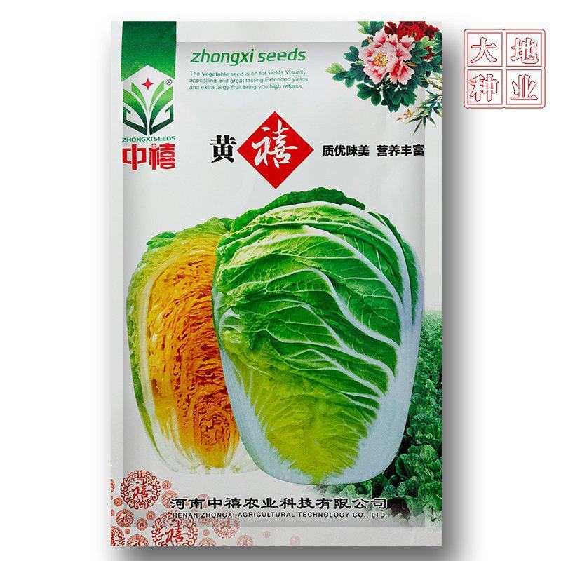 中禧黄禧白菜种子大白菜种子