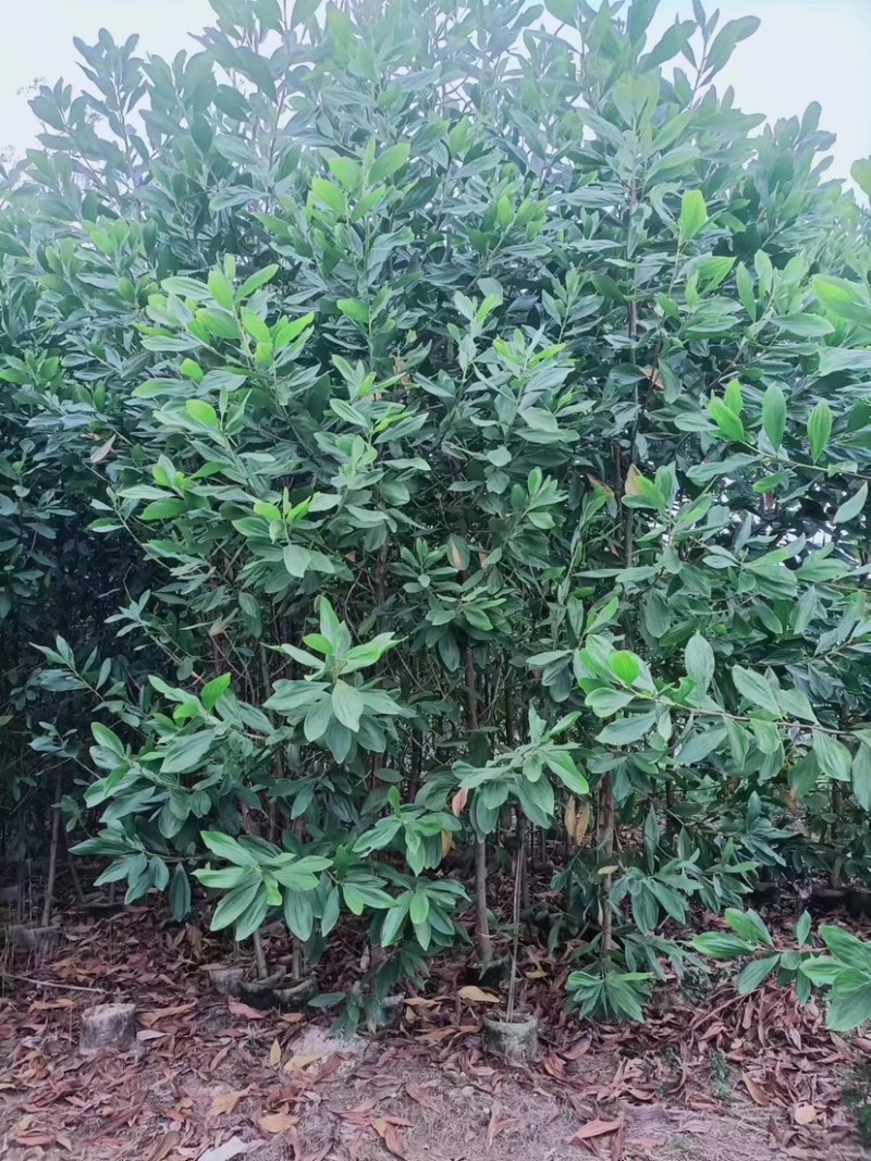 马占相思2～6公分