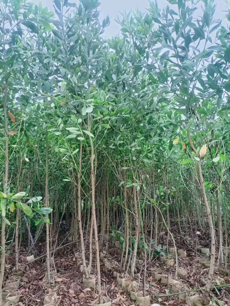 马占相思2～6公分