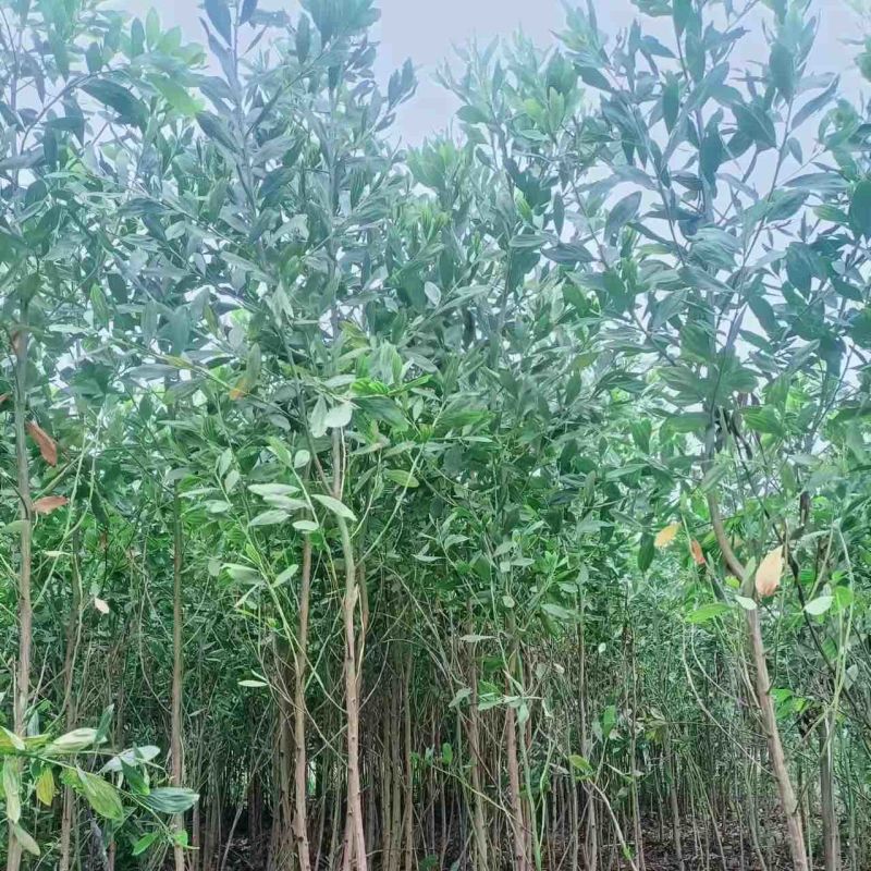 马占相思2～6公分