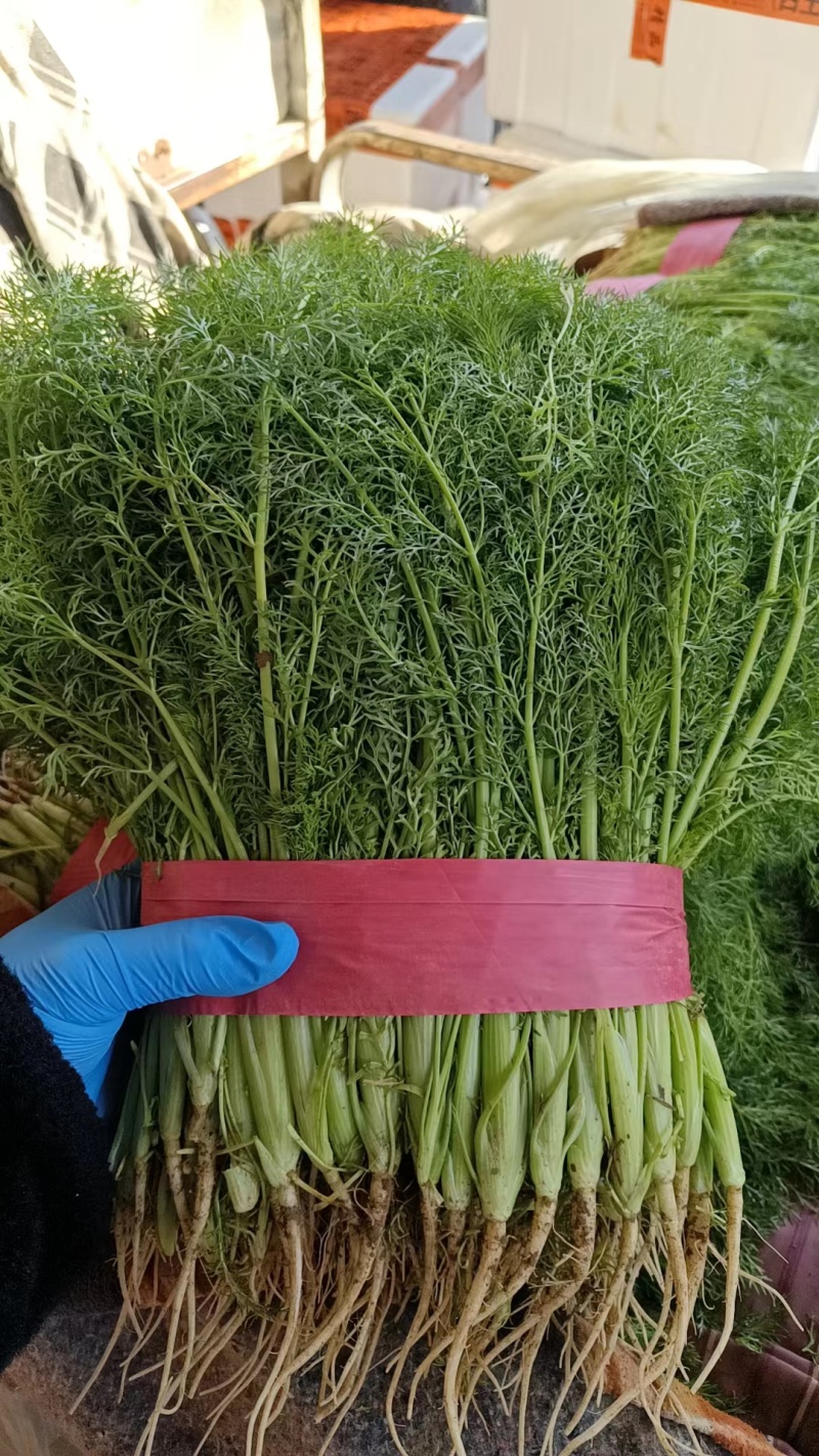 精品茴香河北茴香开始大量供应欢迎老板前来采购整车批发