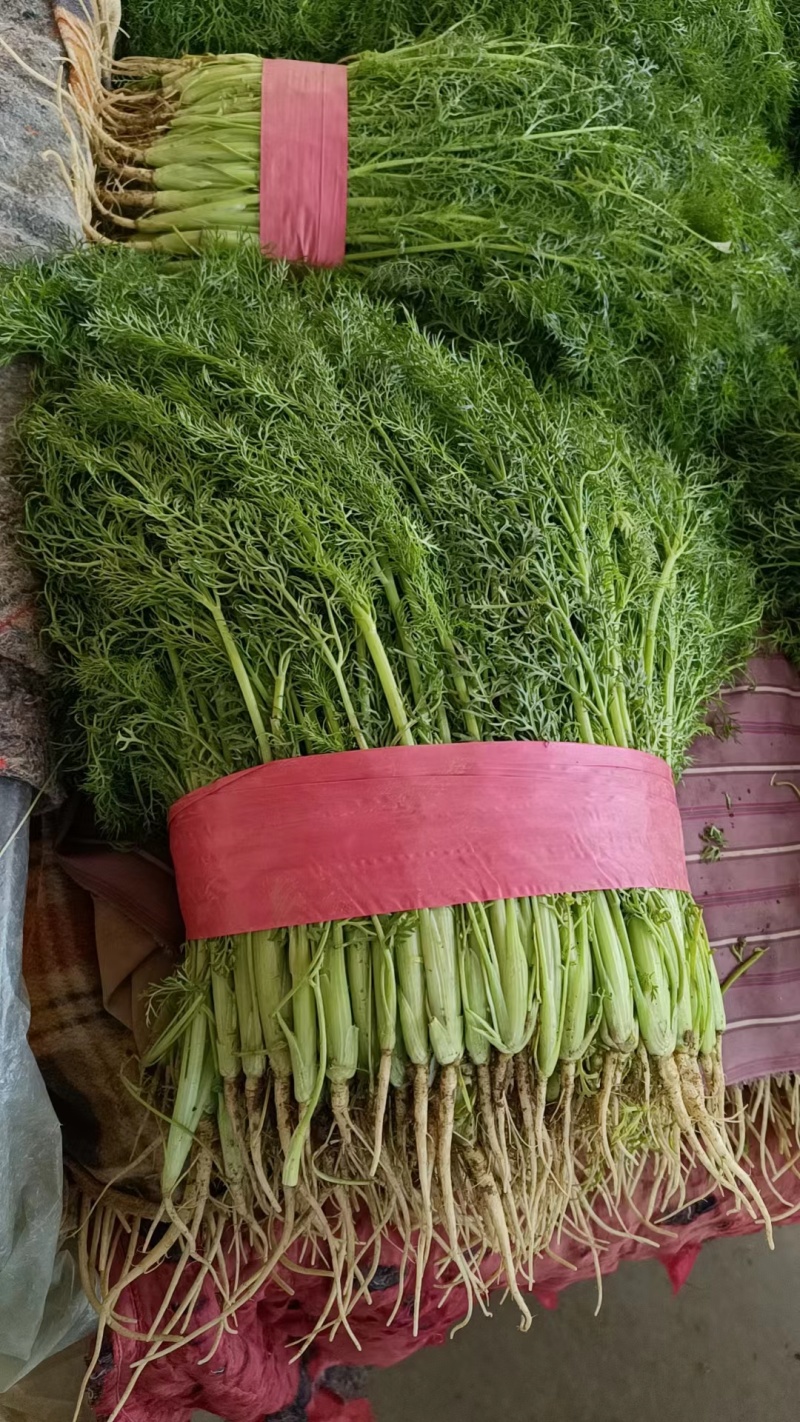 精品茴香河北茴香开始大量供应欢迎老板前来采购整车批发