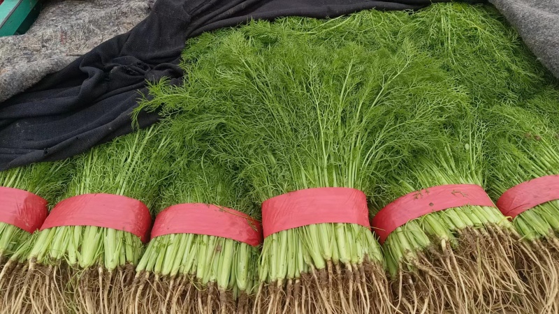 精品茴香河北茴香开始大量供应欢迎老板前来采购整车批发