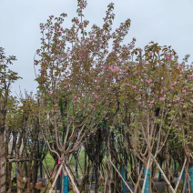 广州樱花8～10公分