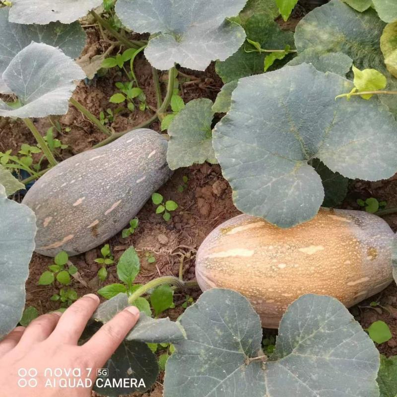 蜜本南瓜