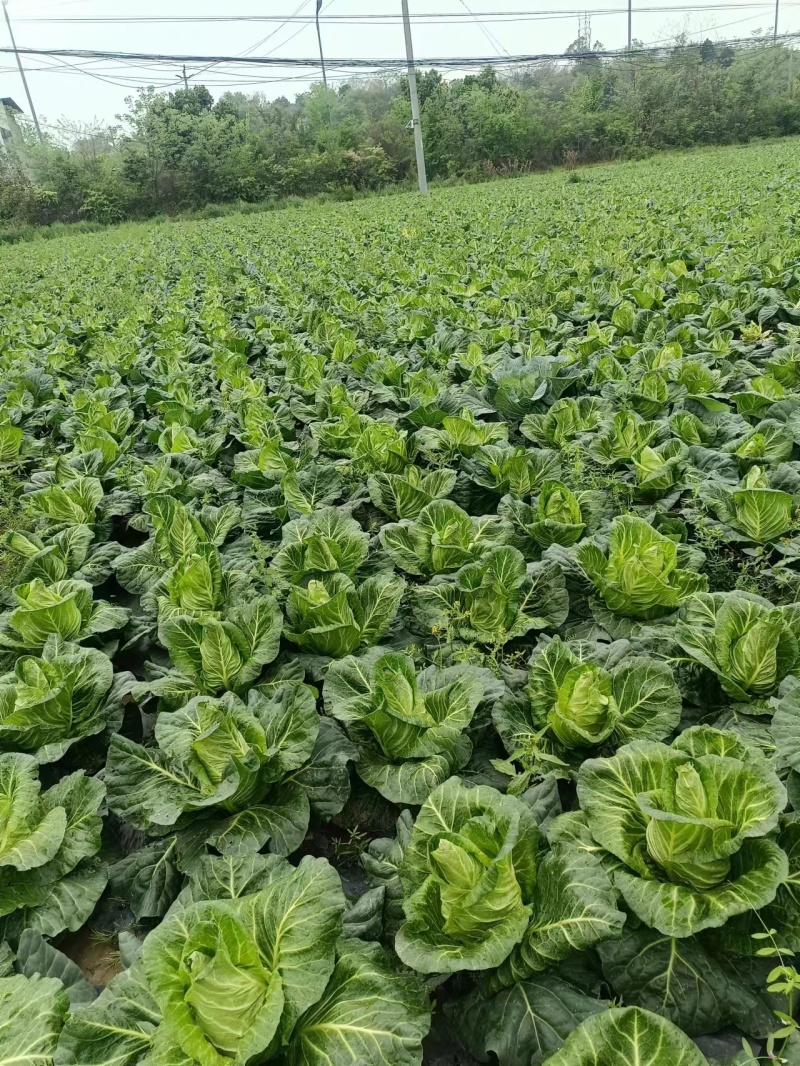 云南牛心甘蓝，万亩种植基地，全国各地均可持续供货