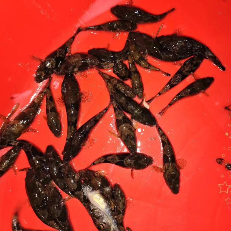 沙唐鳢苗，土布鱼苗，虎头鲨苗