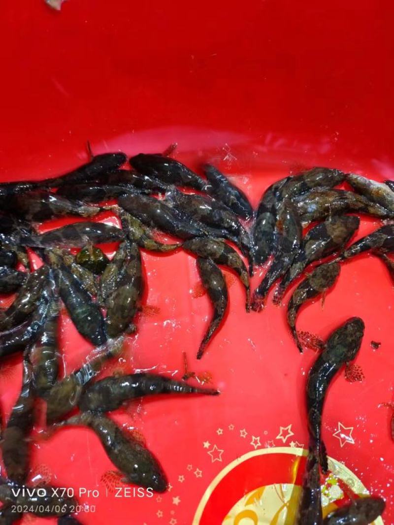 沙唐鳢苗，土布鱼苗，虎头鲨苗