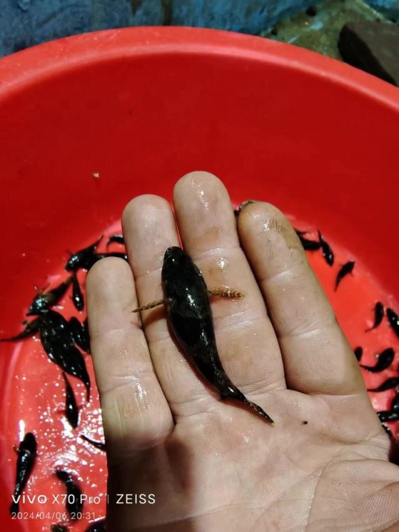 沙唐鳢苗，土布鱼苗，虎头鲨苗