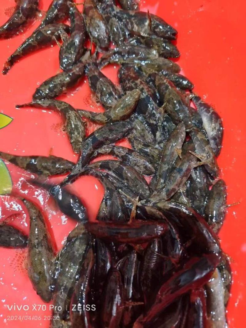 沙唐鳢苗，土布鱼苗，虎头鲨苗