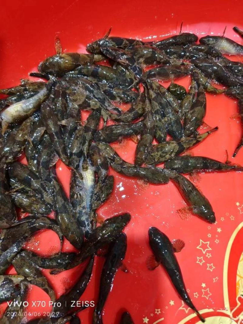 沙唐鳢苗，土布鱼苗，虎头鲨苗