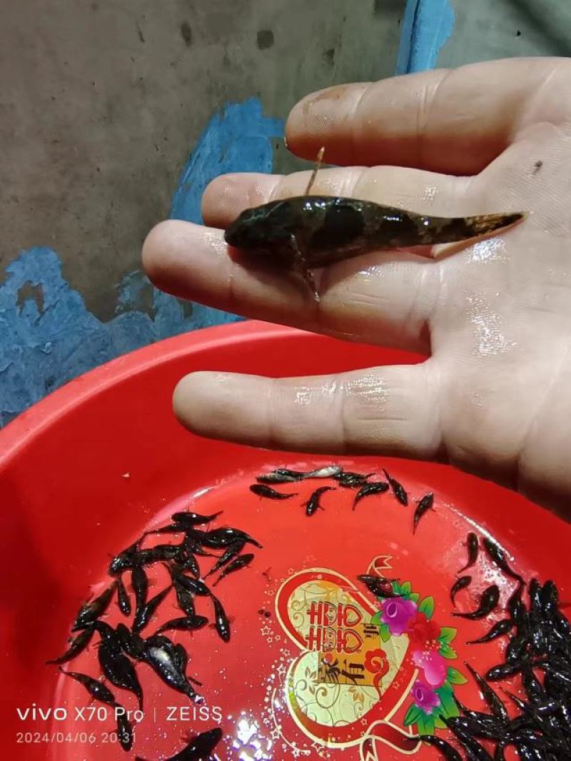 沙唐鳢苗，土布鱼苗，虎头鲨苗