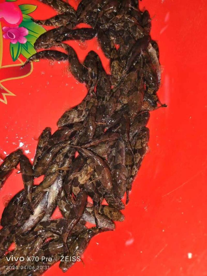 沙唐鳢苗，土布鱼苗，虎头鲨苗