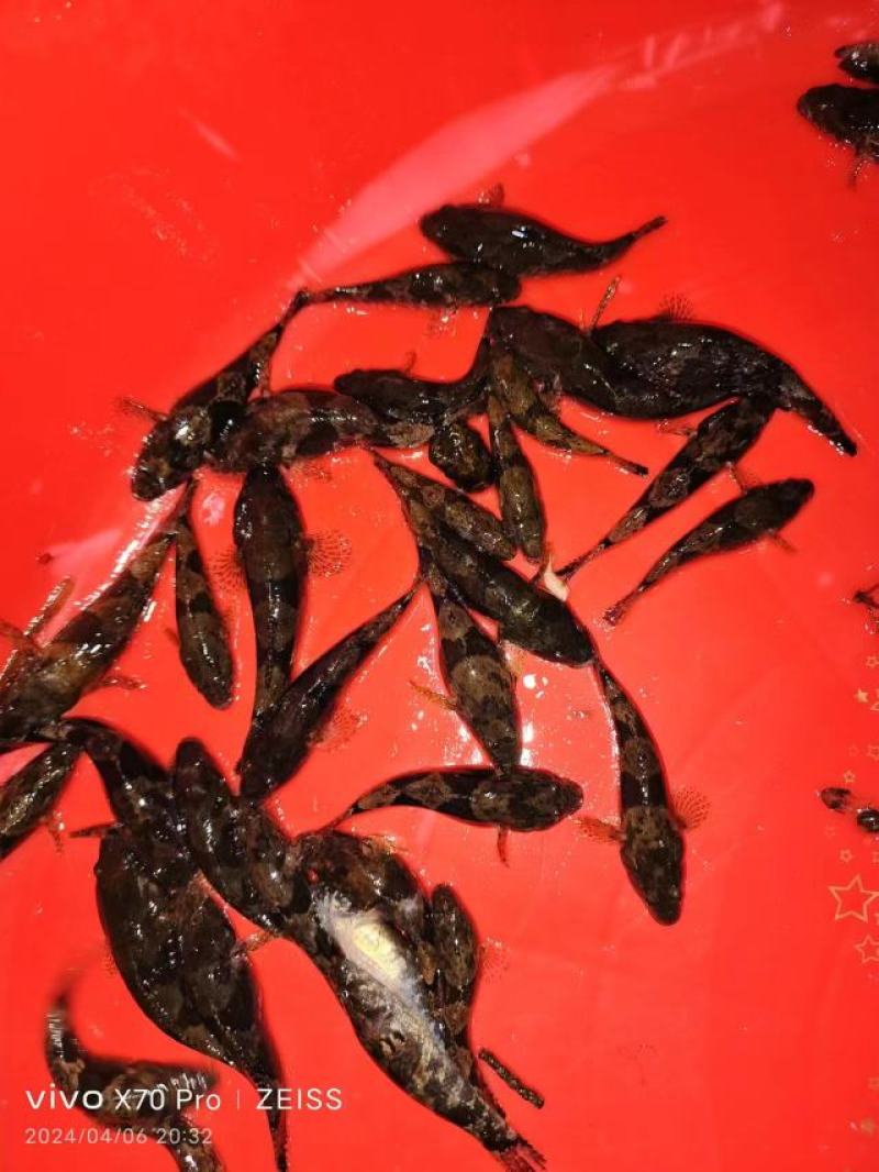 沙唐鳢苗，土布鱼苗，虎头鲨苗