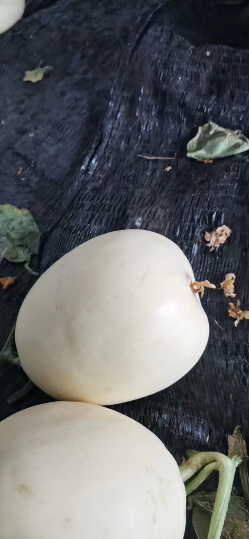 小白甜瓜，白沙蜜瓜，产地直发，规格齐全对接全国电商市场