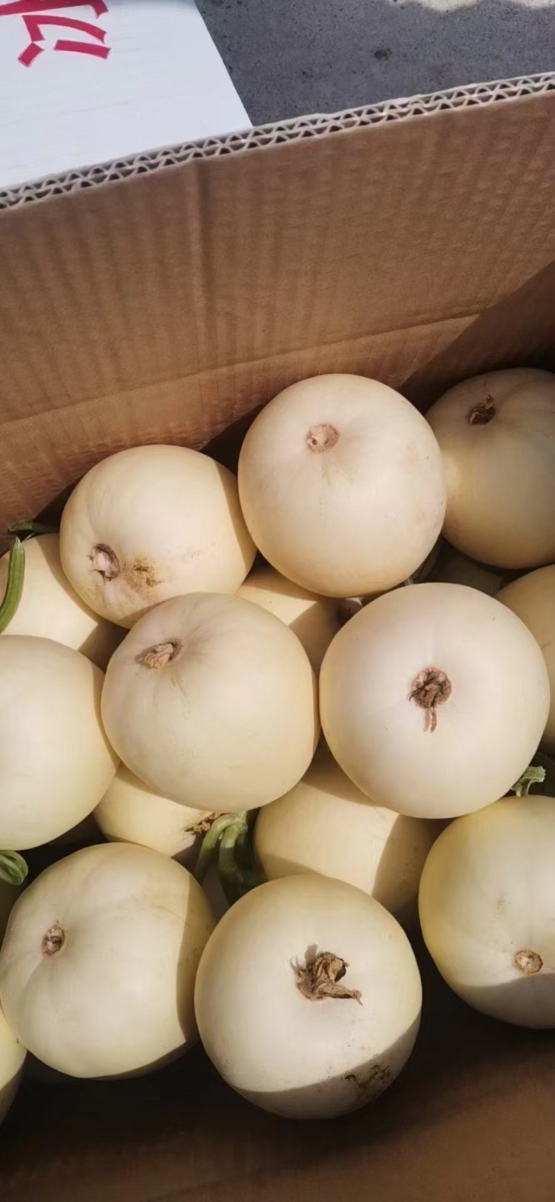 小白甜瓜，白沙蜜瓜，产地直发，规格齐全对接全国电商市场