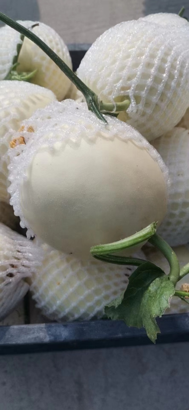 小白甜瓜，白沙蜜瓜，产地直发，规格齐全对接全国电商市场