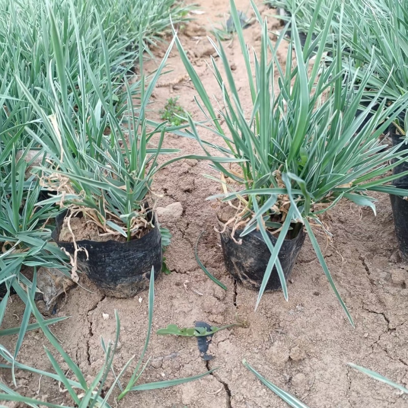 花叶燕麦草燕麦草基地直发量大可优惠有货损后期补发