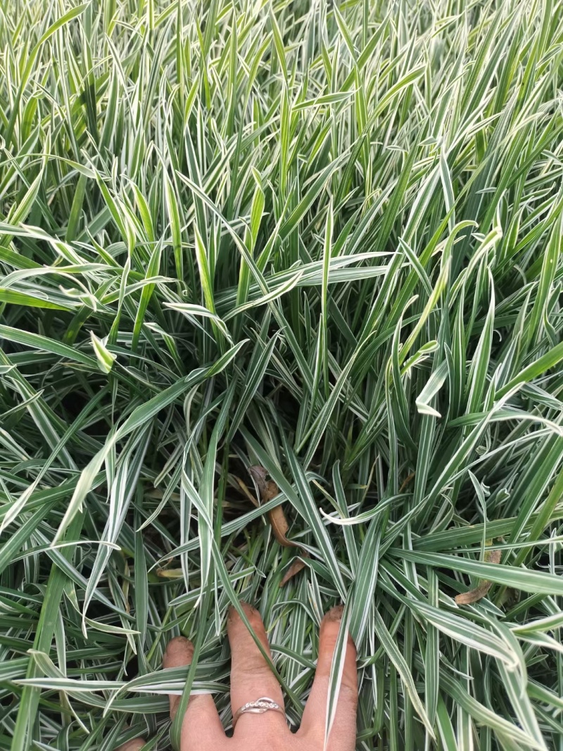 花叶燕麦草燕麦草基地直发量大可优惠有货损后期补发