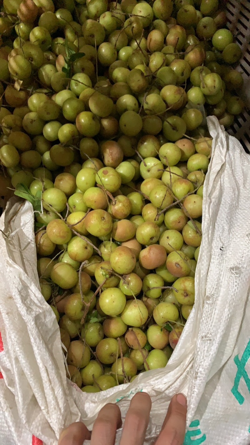 油甘果崩坎油甘余柑果牛柑果